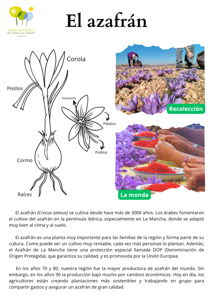 Ficha del Azafrán