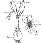 Partes del azafrán
